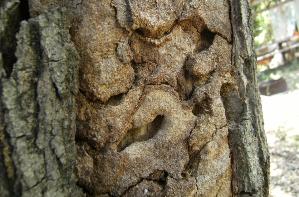 Albero roso da insetti xilofagi